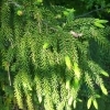 Picea orientalis nutans --	Orient-Hänge-Fichte